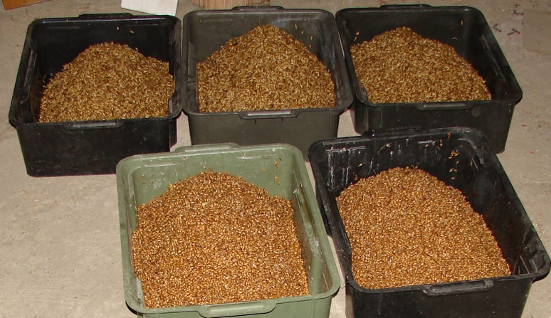 Зерновая брага из пшеницы: секрет приготовления хлебного самогона