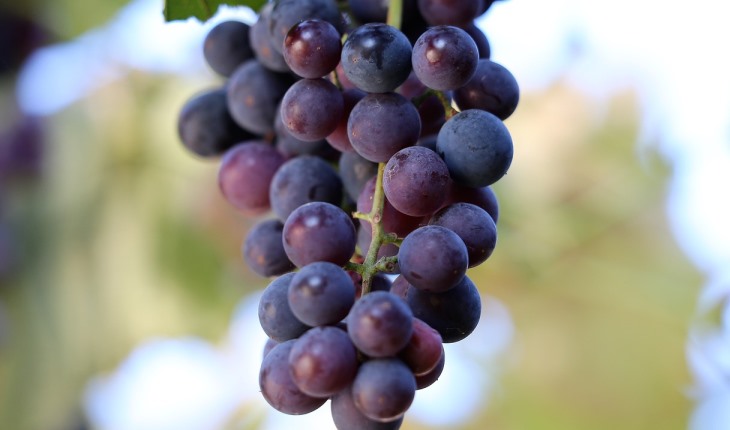 Виноград изабелла 