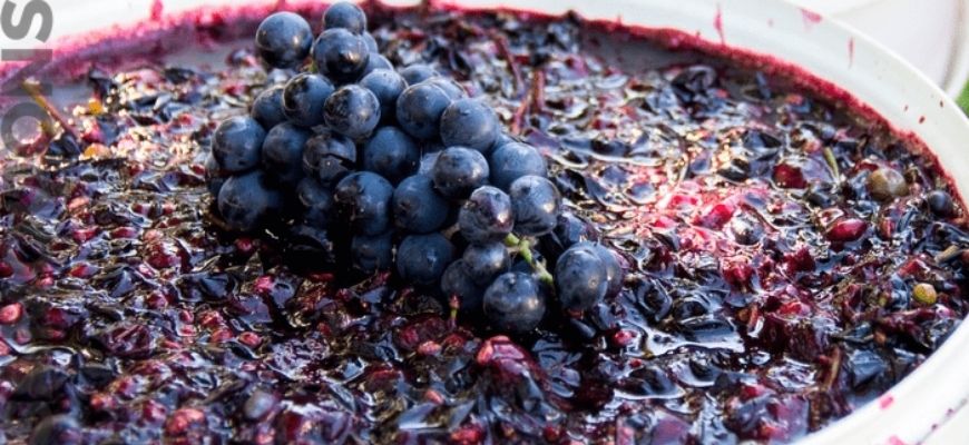 Виноградная брага из сока винограда